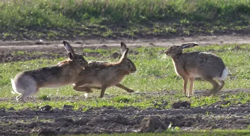 Csodaszép videóval kíván boldog ünnepeket a Hortobágyi Nemzeti Park
