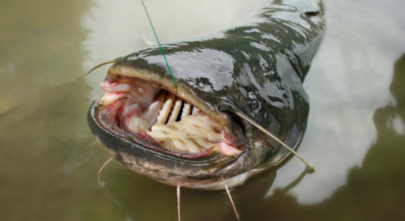 Nagy mázlija volt a horgásznak: gigantikus harcsát fogott Nógrádban