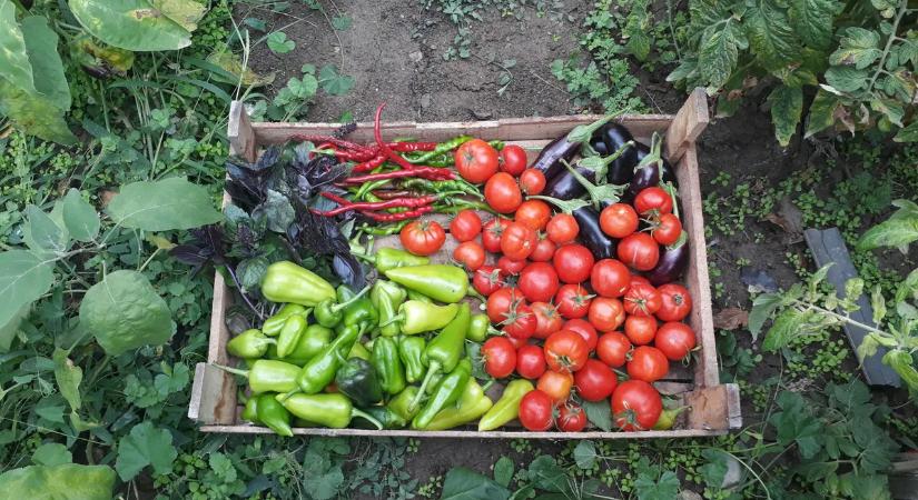 Megdől a baljós jóslat? Vilmos napja eldöntöti: bőség, vagy ínség vár ránk!