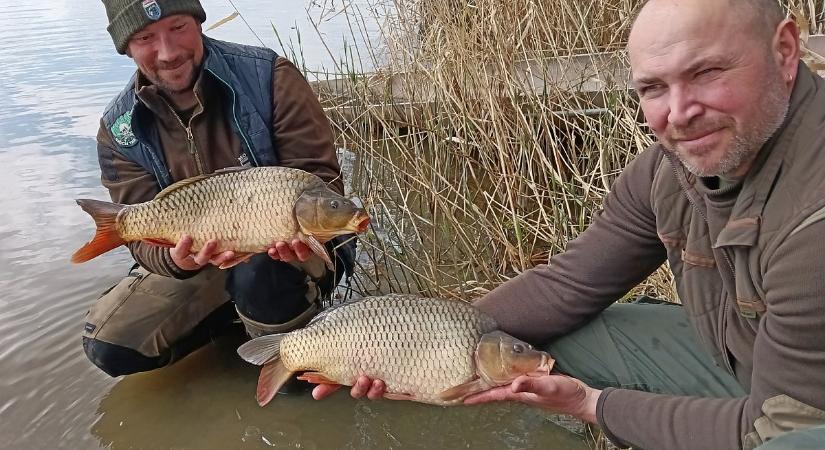 Halakat telepítettek Csongrád-Csanád vizeibe