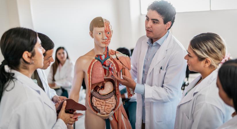 Kvíz: a csont erősebb, mint a beton. Igaz vagy hamis? – Teszteld a tudásod!