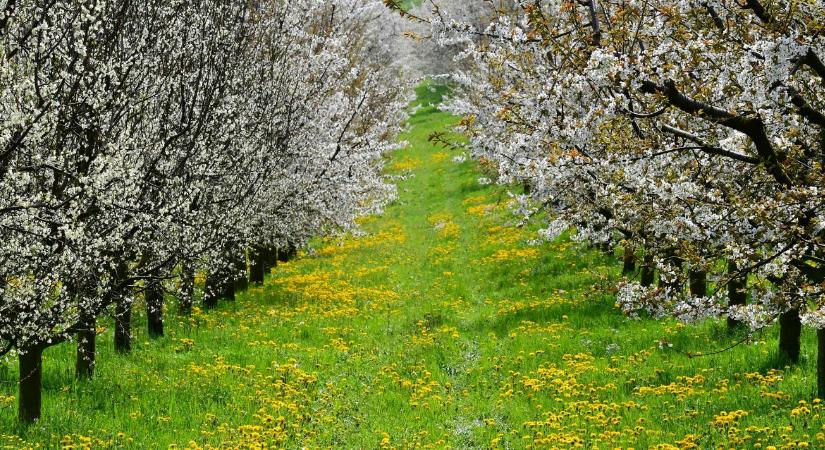Lehűlés jön, eső alig: kritikus napok előtt a mezőgazdaság