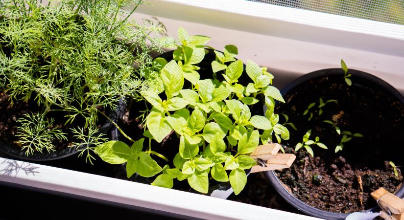 Szezonkezdés a balkonon