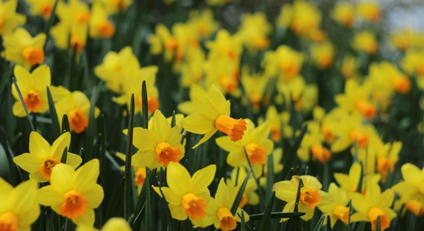 Miért csak leveleket hoz a nárcisz? A leggyakoribb hiba, ami miatt elmarad a virágzás