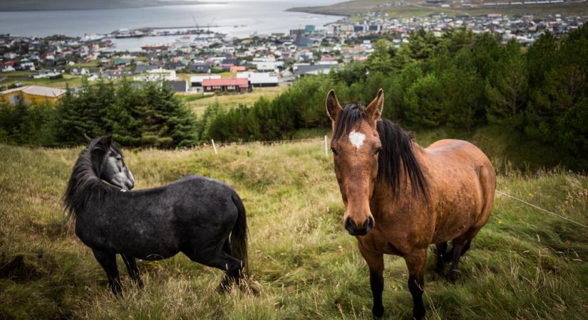 Dél körül megalapították az országot, de mikor este lefeküdtek aludni, már nem létezett