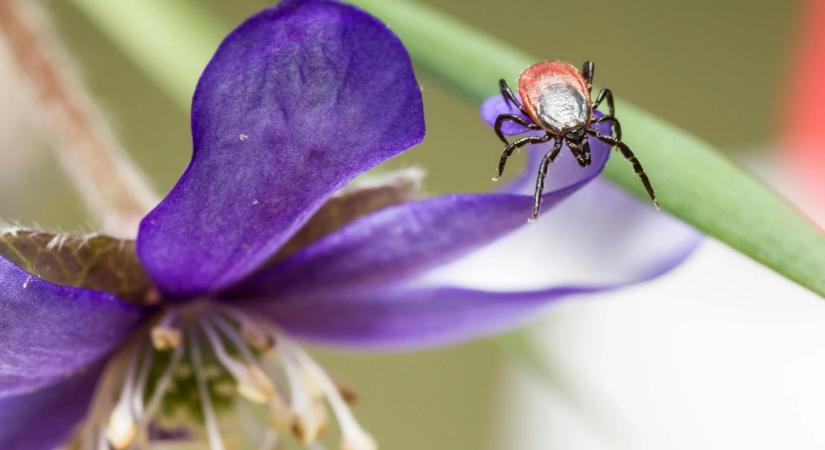 Ezeket a növényeket ne ültesd a kertedbe: mágnesként vonzzák a kullancsokat