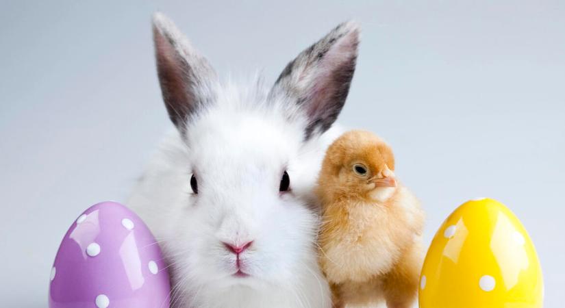 Forinterősödést hozott a húsvéti nyuszi