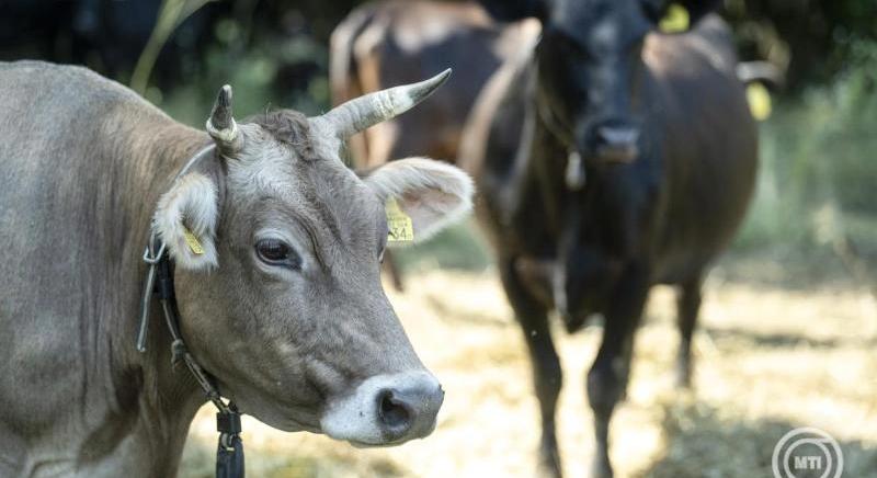 Magyar fejlesztés javíthatja az állatjólétet és a hatékonyságot a tejtermelő gazdaságokban
