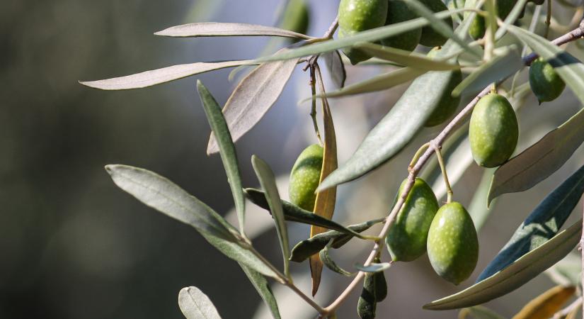 Egy növény, amely évezredeket élt túl, és most a klímaváltozás teszi próbára – az Honest Toil alapítójával, Laki Julival beszélgettünk