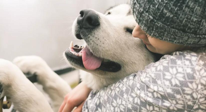 Kutya vagy macska? Valójában ez a háziállat a legnagyobb allergénforrás a lakásban