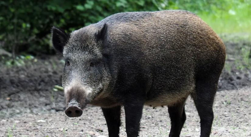 Elképesztő: ezt a fűszerkeveréket ne használja az erdőben, mert a szagára jönnek a vaddisznók