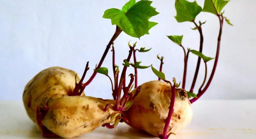 Ehető még a csírázó krumpli? Itt a válasz!