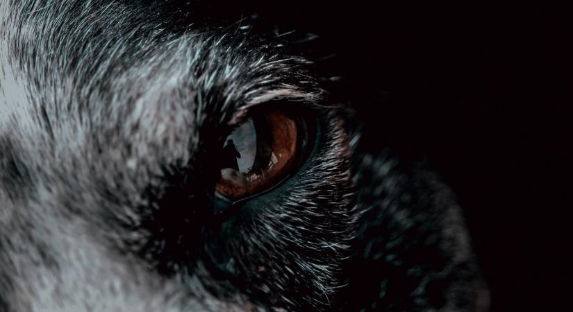 Szabadon engedték azt a farkast, ami rátámadt egy nőre Hamburgban