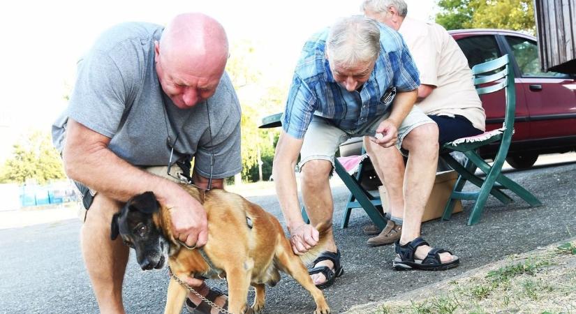 Megjelentek a pontos szabályok, minden kutyatulajdonost érint idén