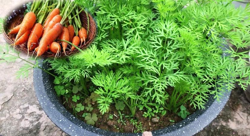 Ezt rontja el szinte minden magyar kertész – ezért nem nő rendesen a répa és a cékla