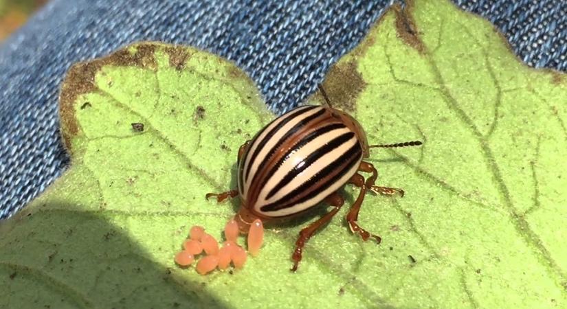 Vesse ezzel a növénnyel együtt a burgonyát, a krumplibogár távol marad tőle