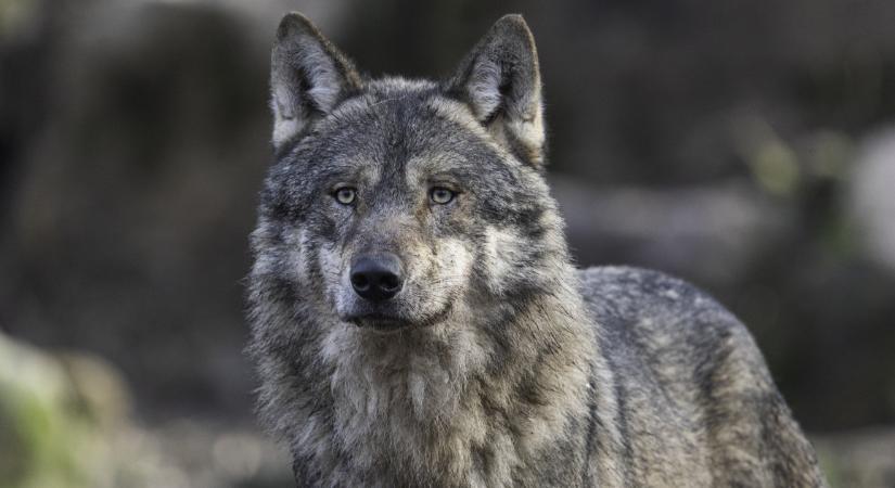 Az állatok háziasításának rövid története