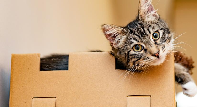 Mit jelent, ha a macskád dobozokba bújik? 5 ok, ami minden gazdit meglep