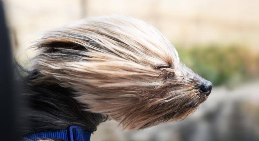 Nem tágít az erős szél