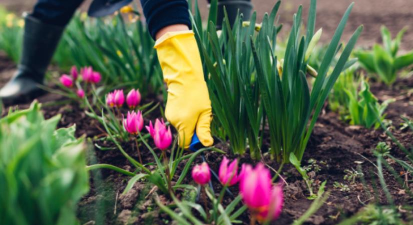 6 korai kerti munka, ami megalapozza az egész szezont
