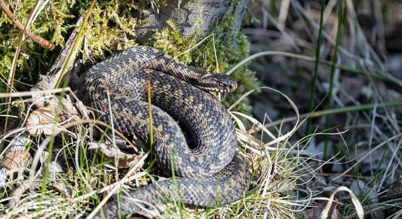 Több tucat mérges kígyó egy magyar vármegyében – nem árt az óvatosság!