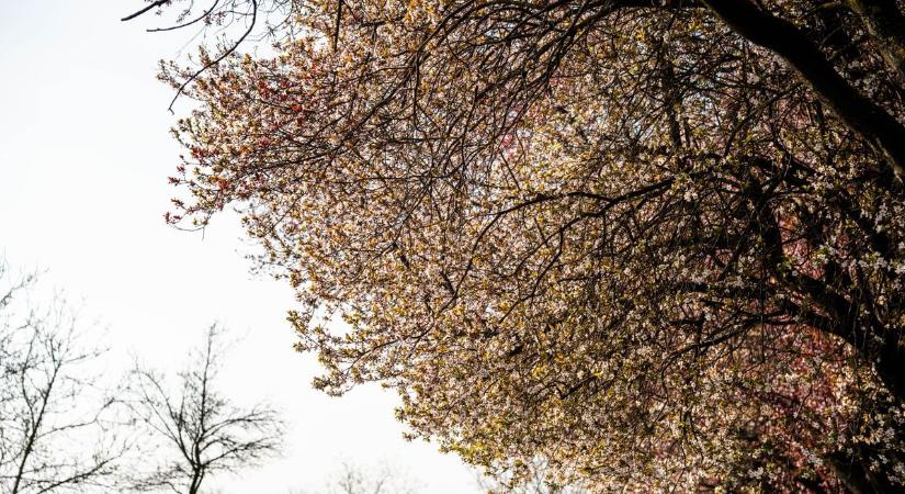 Kiderült milyen idő lesz ma, Csongrád-Csanádban most sokan örülnek