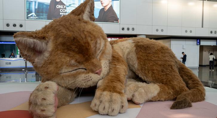 Egy többméteres macskáért őrül most meg mindenki Hong Kongban