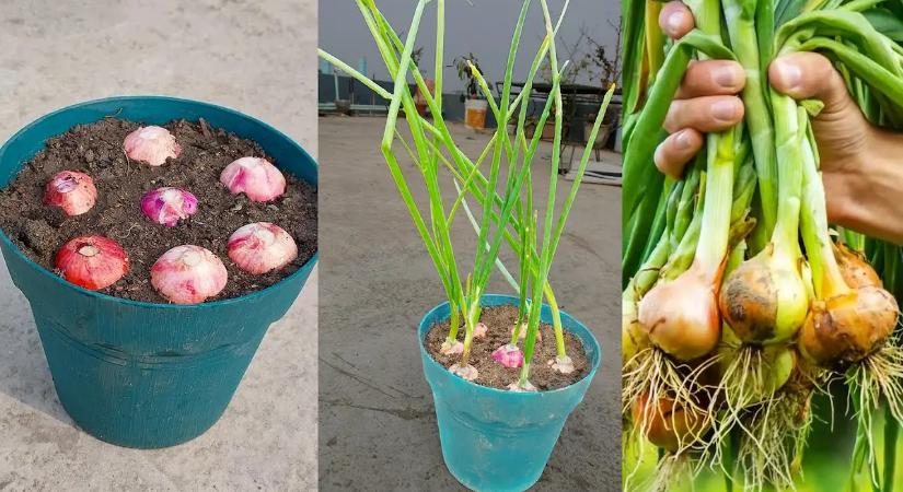 Ne dobd ki a csírázó hagymát – aranyat ér, amit a magyarok nem tudnak