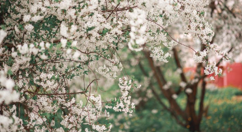 Réz a növényekben: egy láthatatlan védelmi vonal története
