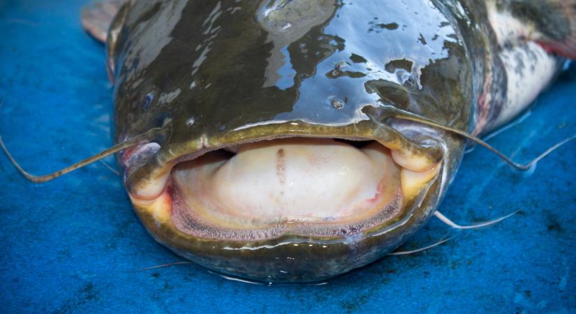 Máris megdőlt a rekord: újabb halszörny akadt horogra Magyarországon