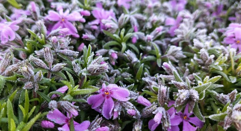 Gyenge fagyokkal rajtolt a munkahét