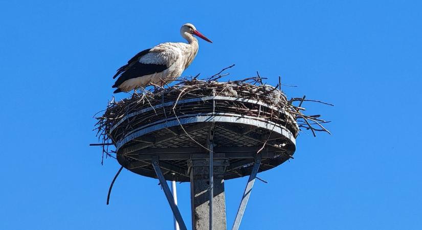 Visszatért a gólya Dunaújvárosba, már kamerán is beleshetünk a fészek életébe