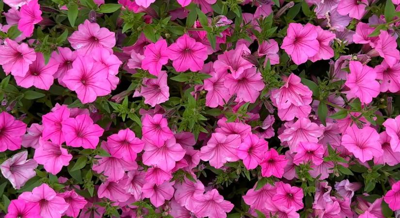 Ha most ülteted el, egész nyáron virágzik ez a növény