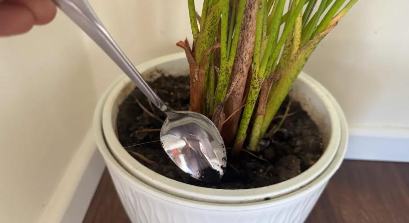 Ezért szúrnak a profi kertészek egy kanalat a virágcserépbe