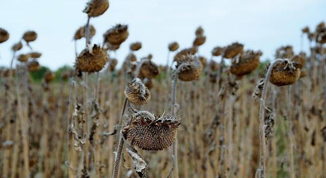 Agrárminisztérium: Magyarország kezdeményezésére újabb uniós forrás segíti a tavalyi aszály által sújtott gazdálkodókat