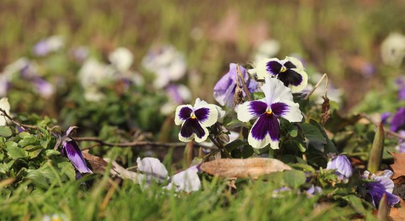 Ezek a kis rovarok többet tesznek a kertedért, mint te valaha gondoltad!