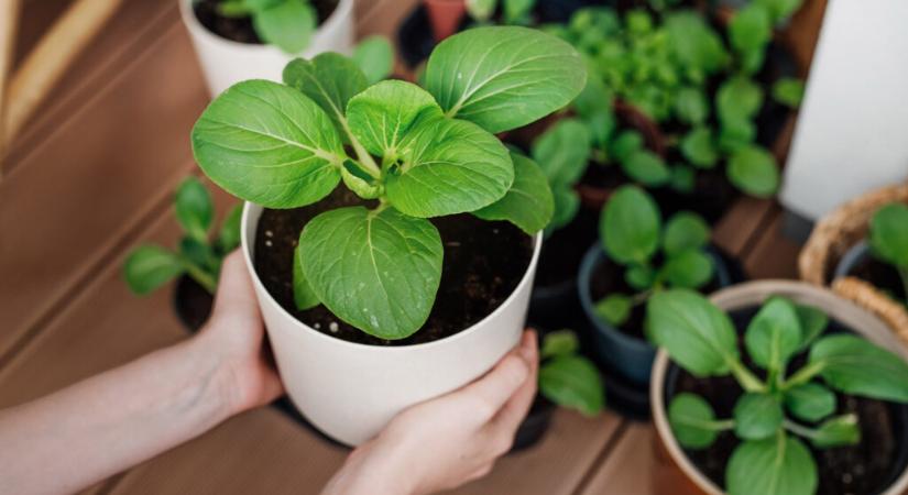 Megjött a tavasz, elindult a kiskerti vetőmagok beszerzése
