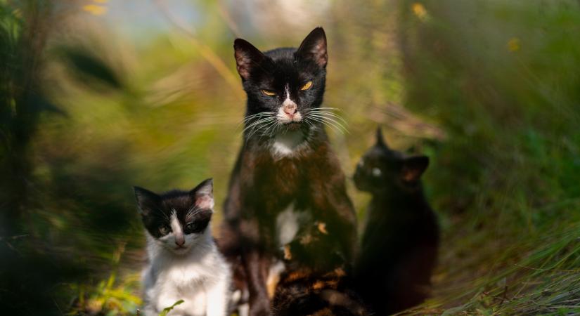 Mit csinálj, ha kiscicát találsz a szabadban? Nem mindig az a legjobb, ha magadhoz veszed