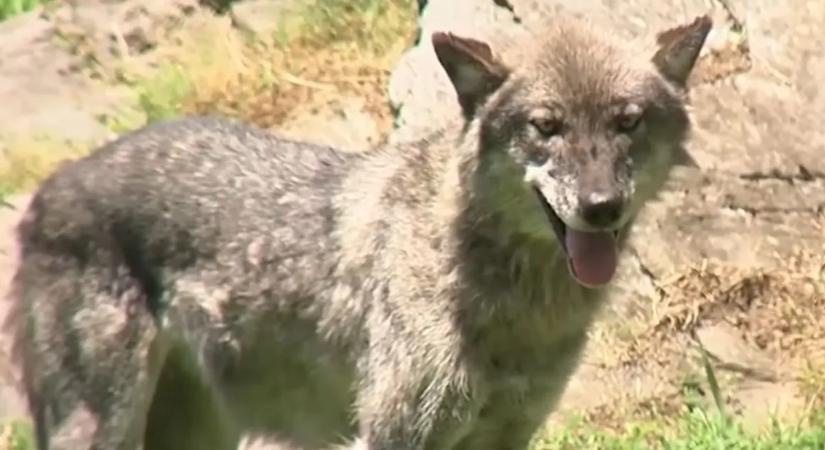 Farkas sebesített meg egy kisgyermeket az állatkertben