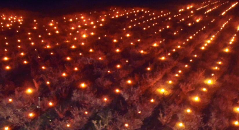 Hogyan óvjuk meg gyümölcsfáinkat a fagytól?