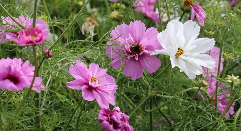 A városi zöld mozaik, ökológiai működés a mindennapokban