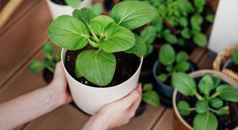 6 milliárdot költünk vetőmagra, mégis sokaknál elmarad a siker – te ne kövesd el ezt a hibát!