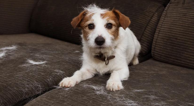 Így tüntesd el egyszerűen és hatékonyan az állatszőrt