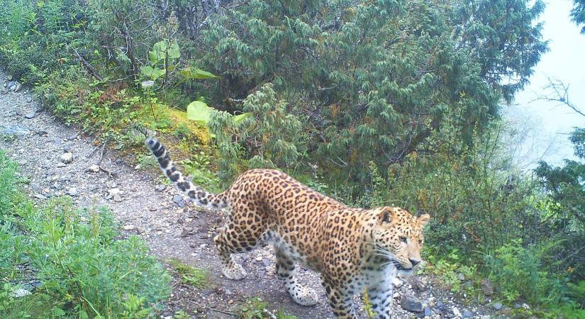 A Himalája nagyragadozói a békés egymás mellett élés jegyében osztoznak a zsákmányon