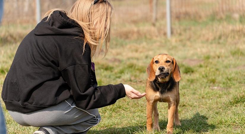 Szereted az állatokat? Szeretnél segíteni a debreceni menhely lakóinak?