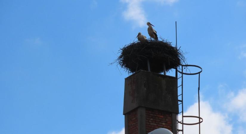 Visszatértek a vásárhelyi gólyák, most élőben követheted a történetüket