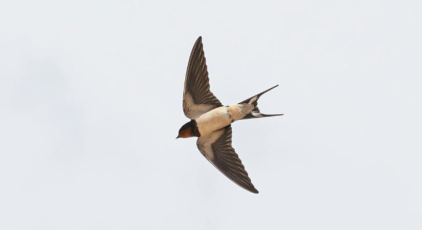 Az építési területekre beköltöző fecskék védelmére hívják fel a lakosság figyelmét