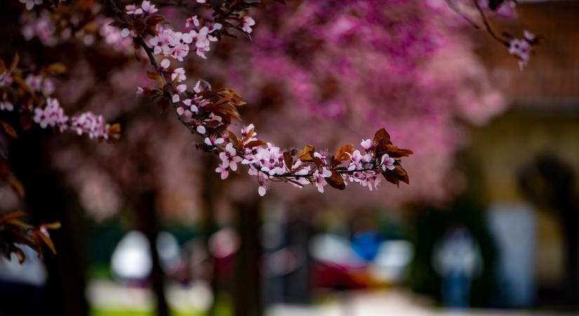Elképesztő tavaszi látvány: ezek a fotók mindenkit lenyűgöznek! (fotógaléria)