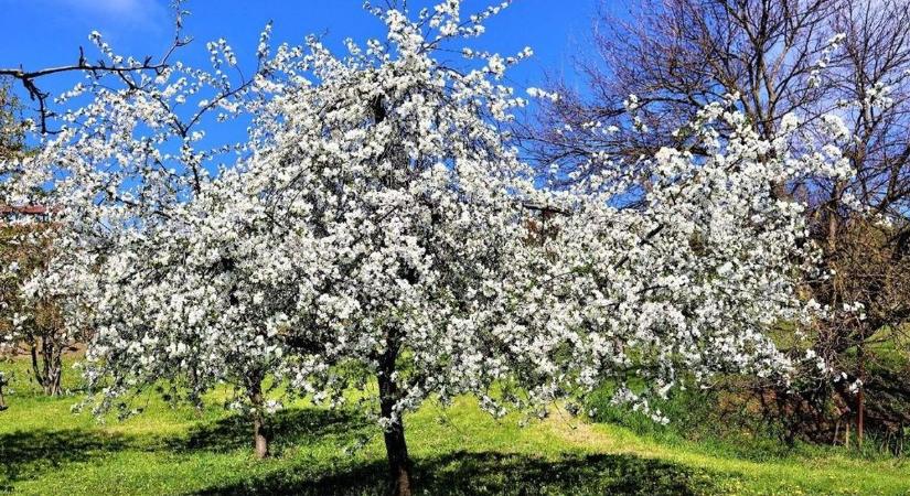 A következő napokban eldől, lesz-e idén sárgabarack