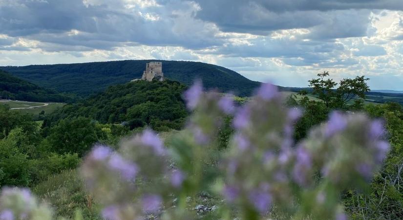 A hangyáknak a puszi olyan, mint nekünk a híradó és a személyi ellenőrzése (videó)